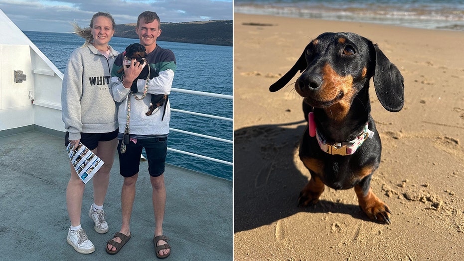 Kaçışının Üzerinden 1 Yıl Geçti: Mini Dachshund Hâlâ Uzak Adada Yakalanamadı